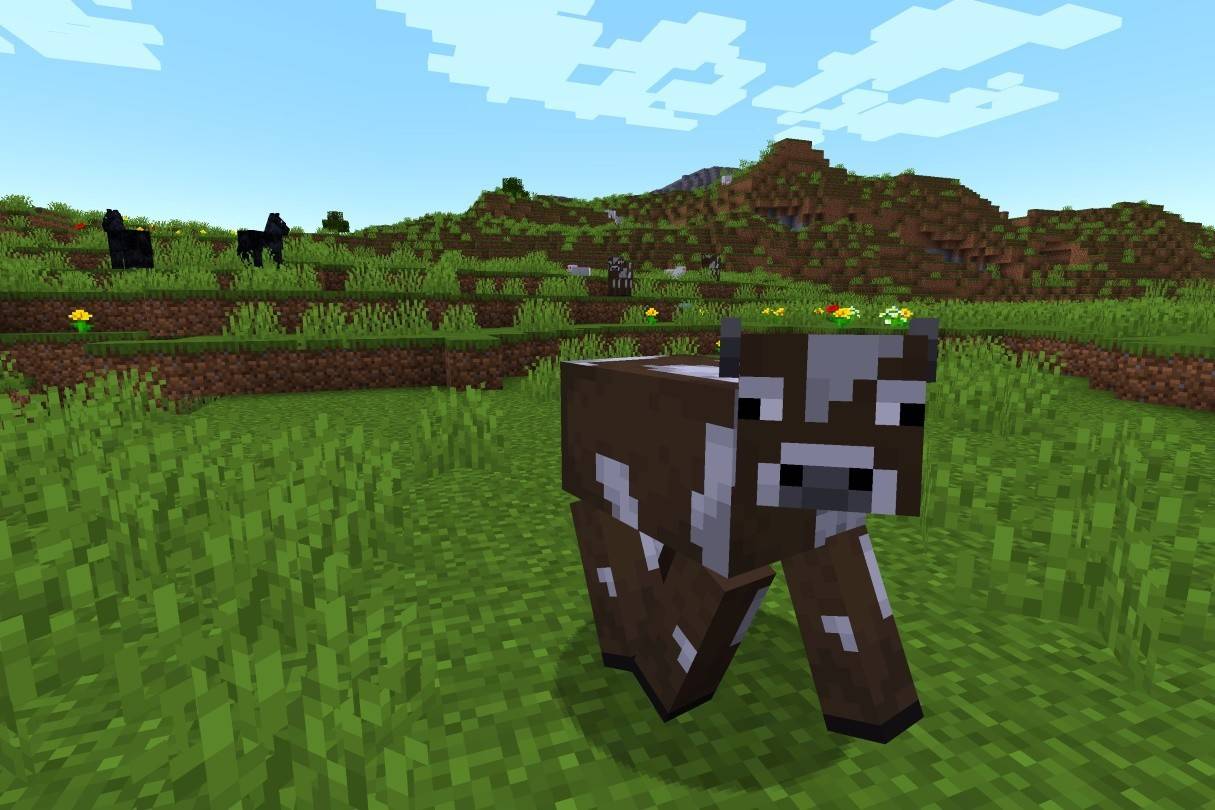 Animals