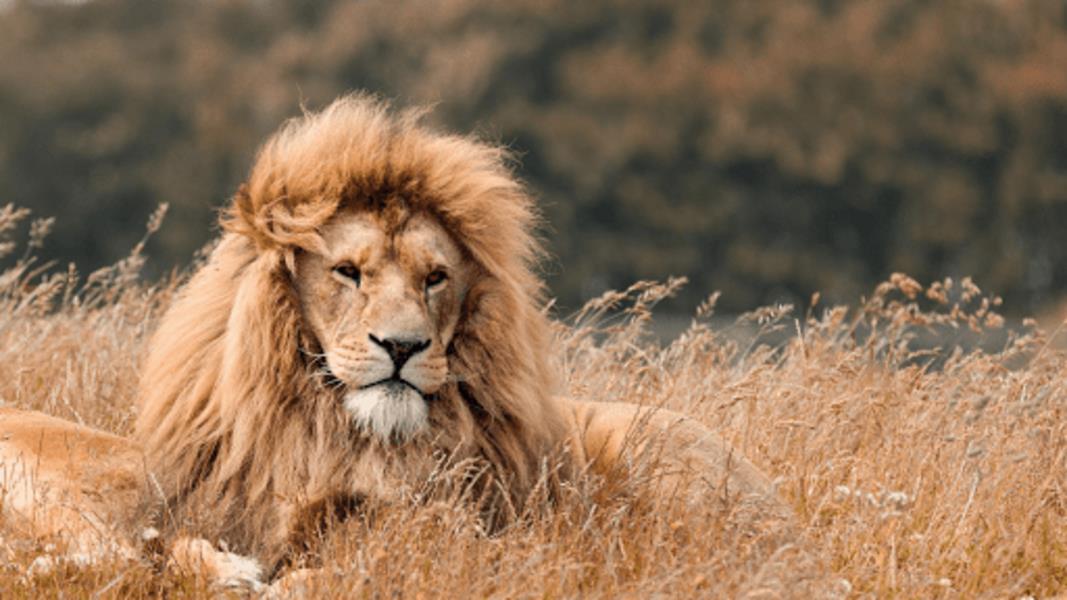 Lion Sounds HD應用截圖第1張
